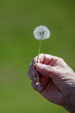 Woman hand holding dandelion stem with seedlings ready to blow off into the wilderness to start life anew