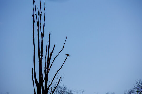  Hawk silhouetted on the branch tip of a dead tree with bright blue sky in background