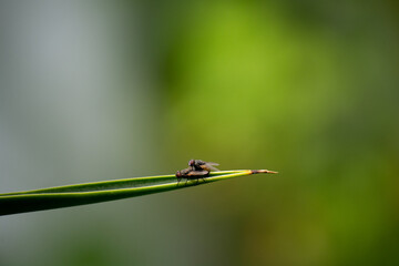 fly on leaf