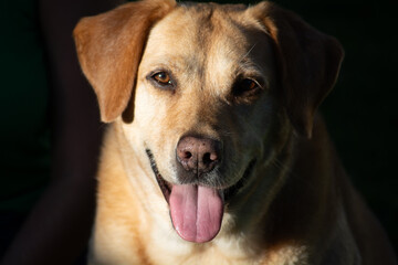 labrador retriever dog