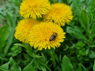 Wasp insect on yellow dandelions