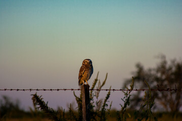 owl in the sunset