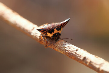 The Pentatomoidea are a superfamily of insects in the Heteroptera suborder of the Hemiptera order. insecta on the leaf. As Hemiptera, they share a common arrangement of sucking mouthparts.