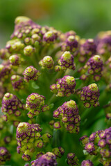 Purple romanesco broccoli or Broccoflower.