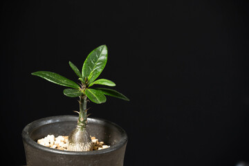 春の塊根植物　パキポディウムサキュレンタム