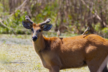 deer in the Pantanal, Brazil