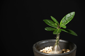 春の塊根植物　パキポディウムサキュレンタム