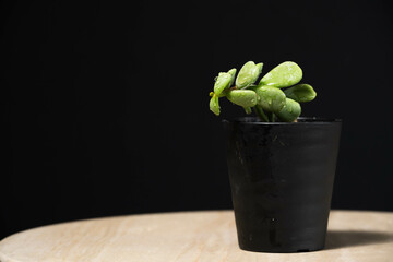 春の塊根植物　ケラリア ピグマエア