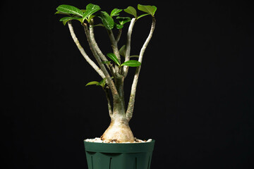 春の塊根植物　アデニウム