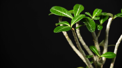 春の塊根植物　アデニウム