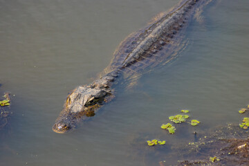 alligator in the water