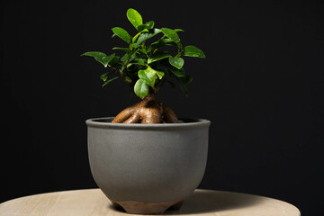 春の観葉植物　ガジュマル