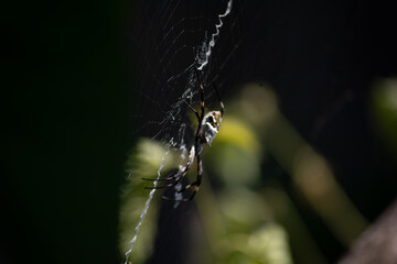spider on a web
