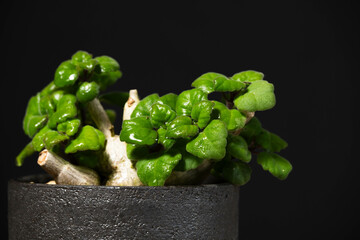 春の塊根植物　プレクトランサス エルンスティ