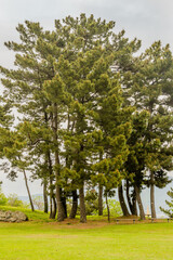 Copse of evergreen trees under cloudy sky in Suncheon, South Korea.
