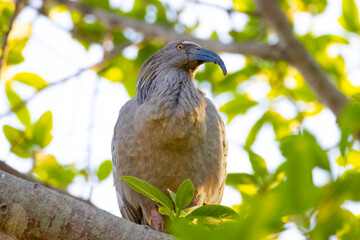 The plumbeous ibis, Pantanal, Brazil