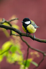 Great tit bird perched on a branch in spring