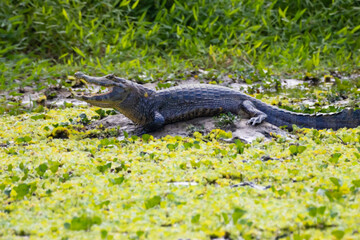 alligator in the Pantanal