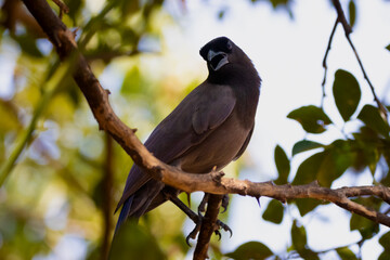 Purplish Jay