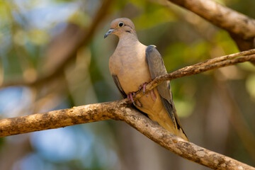 dove on a branch