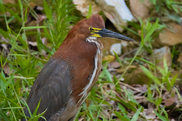 Rufescent Tiger-Heron