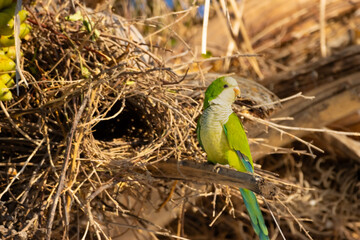 The monk parakeet in the Pantanal, Brazil