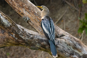 Anhinga