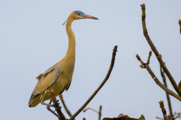 Whistling Heron