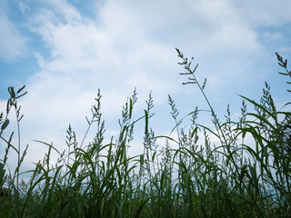 grass and flower silhouette background blue sky with cloud