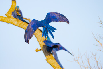 blue and gold macaw