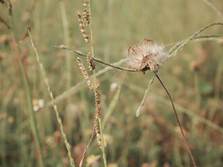 Vintage tone grass flower in meadow summer