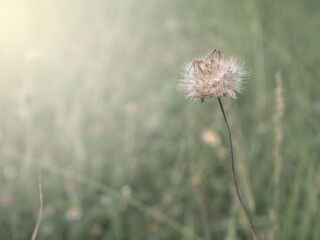 Vintage tone grass flower in meadow summer