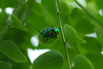 insect on a leaf