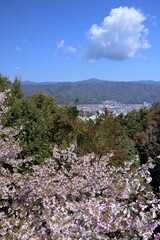 筆山展望台からの眺望　さくら咲く季節　（高知県　高知市）