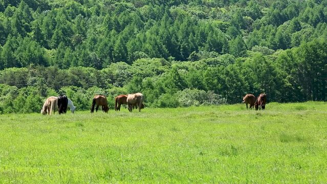 初夏の風渡る草原で草を食む馬4
