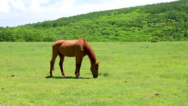 初夏の風渡る草原で草を食む馬3