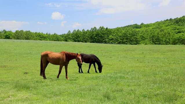 初夏の風渡る草原で草を食む馬2