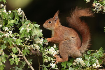 Red squirrel.