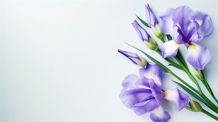 Purple iris flowers arranged neatly on white background