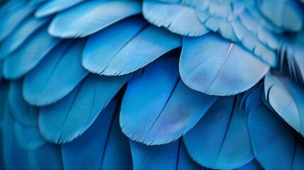 Obraz premium Digital art background of vibrant blue large bird feathers with detailed texture, perfect for a serene blue feather display.