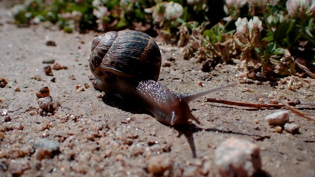 Snail creeping on dirt ground
