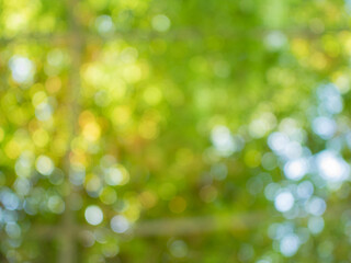 Obraz premium Green bokeh in the texture background.