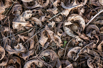 curly brown dry leaves autumn fall, background texture pattern wallpaper, macro closeup close detail, organic nature season environment
