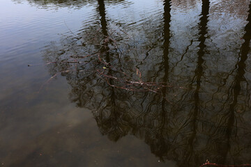 reflections in the water