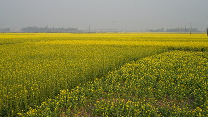 field of yellow flowers