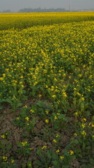 field of  yellow flower 