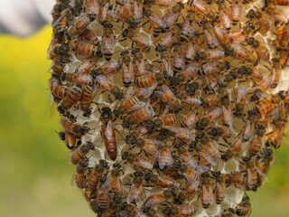 bees in the hive