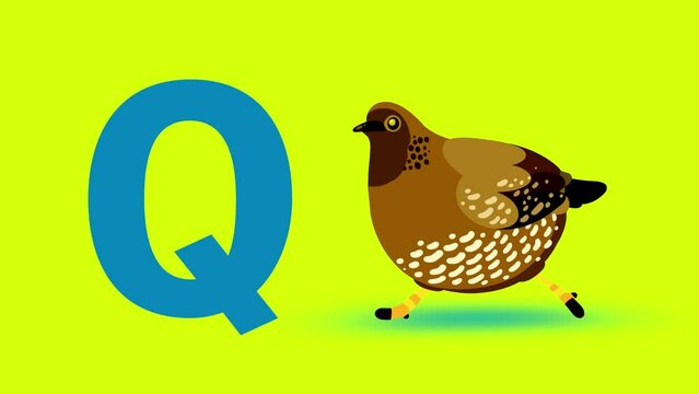 Q letter big color like quail dam cartoon animation. Animal loop. Educational serie with bold style character for children. Good for education movies, presentation, learning alphabet, etc...