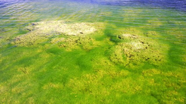 Algae bloom 4k HDR stock video