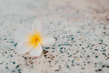 Frangipani flower fall into the Terrazzo ground with bokeh background